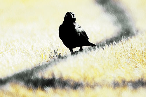 Grackle Bird Walking Down Shadow Line (Yellow Tint Photo)