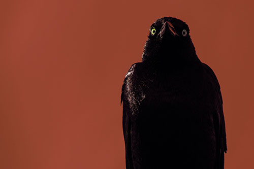 Grackle Gazing Into Horizon (Yellow Tint)