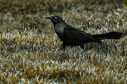 Grackle Walking Among Fresh Cut Grass (Yellow Tint)