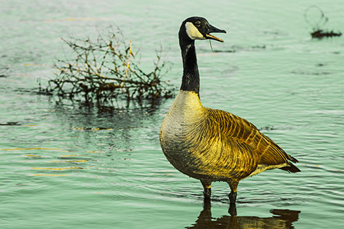 Grass Blade Dangling From Honking Canadian Goose Beak (Yellow Tint Photo)