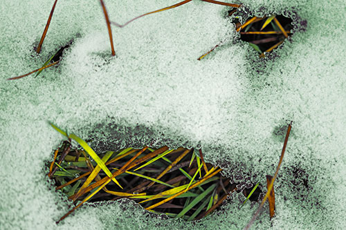 Grass Blade Face Pierces Through Melting Snow (Yellow Tint Photo)