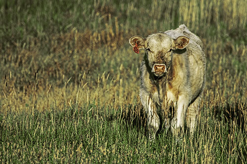 Grass Chewing Cow Spots Intruder (Yellow Tint Photo)