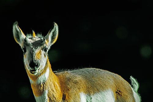 Grass Chewing Pronghorn Watches Ahead (Yellow Tint Photo)