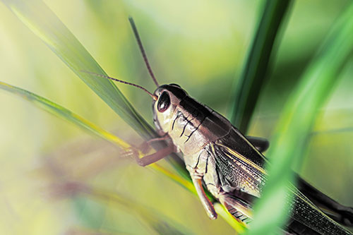 Grasshopper Clasps Ahold Multiple Grass Blades (Yellow Tint Photo)