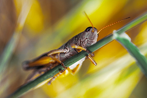 Grasshopper Cuddles Grass Blade Tightly (Yellow Tint Photo)