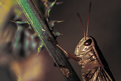 Grasshopper Hangs Onto Weed Stem (Yellow Tint Photo)
