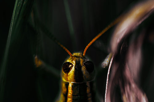 Grasshopper Holds Tightly Among Windy Grass Blades (Yellow Tint Photo)