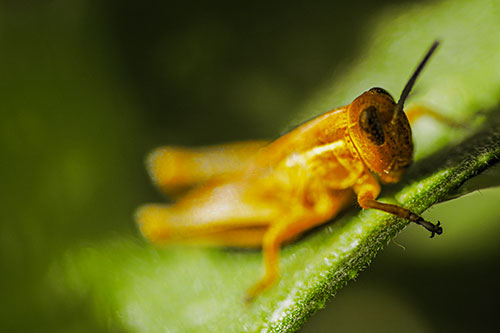 Grasshopper Laying Down Atop Leaf Petal (Yellow Tint Photo)