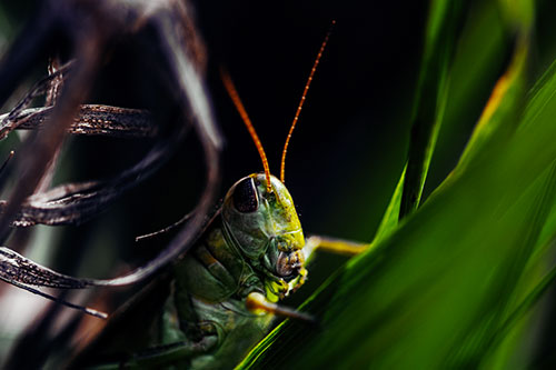 Grasshopper Perched Between Dead And Alive Grass (Yellow Tint)