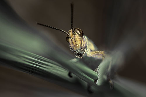 Grasshopper Rides Grass Blades Among Wind (Yellow Tint)