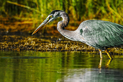 Great Blue Heron Beak Dripping Water (Yellow Tint Photo)