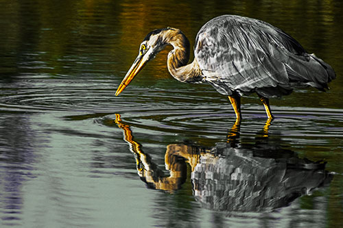 Great Blue Heron Snatches Pond Fish (Yellow Tint Photo)