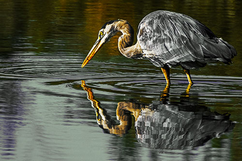 Great Blue Heron Snatches Pond Fish (Yellow Tint)