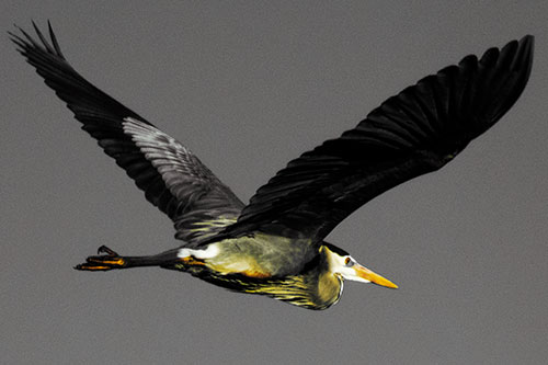 Great Blue Heron Soaring The Sky (Yellow Tint Photo)