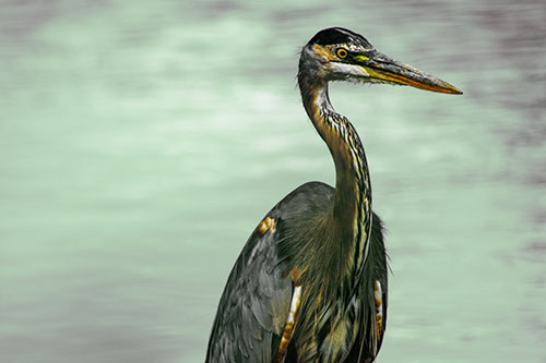 Great Blue Heron Standing Tall Among River Water (Yellow Tint Photo)