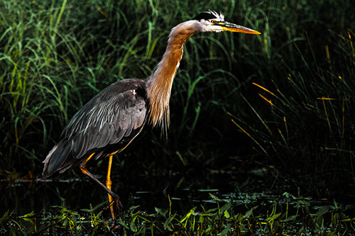 Great Blue Heron Wading Across River (Yellow Tint Photo)