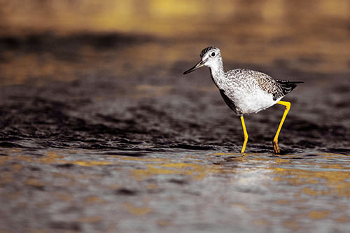 Greater Yellowlegs Bird Walking On River Water (Yellow Tint Photo)
