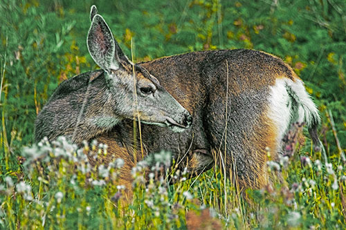 Grooming Mule Deer Bending Backwards Among Vegetation (Yellow Tint)