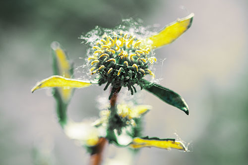 Hairy Gumplant Flower Embracing Sunshine (Yellow Tint Photo)