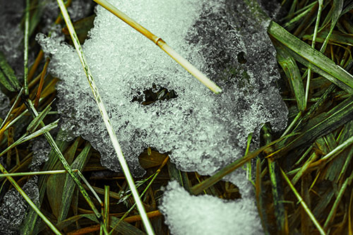 Half Melted Ice Face Smirking Among Reed Grass (Yellow Tint Photo)
