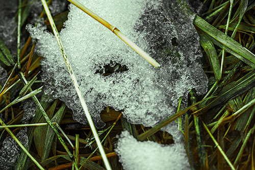 Half Melted Ice Face Smirking Among Reed Grass (Yellow Tint)