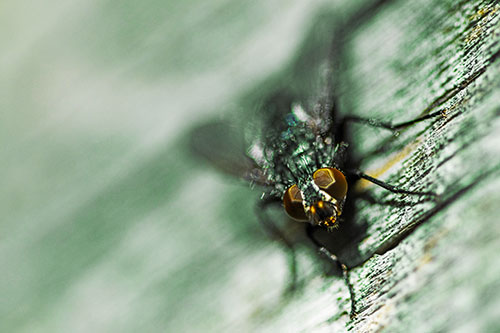 Happy Cluster Fly Enjoys Getting Suntan Among Cracked Wood (Yellow Tint)