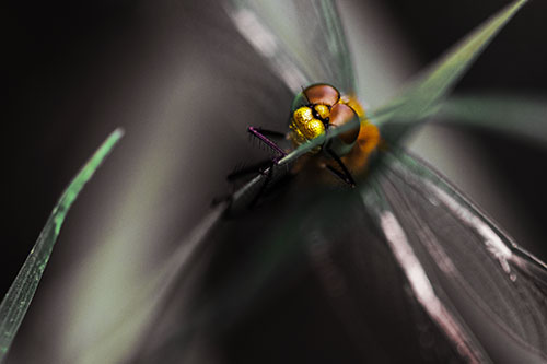 Happy Dragonfly Hugs Grass Blade Edge (Yellow Tint Photo)