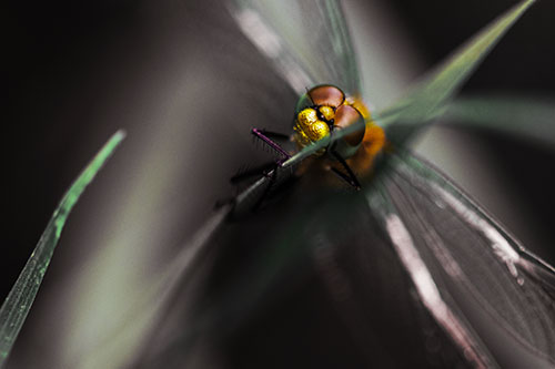 Happy Dragonfly Hugs Grass Blade Edge (Yellow Tint)