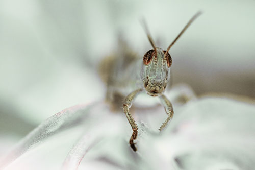 Happy Grasshopper Smiling Among Sneezeweed Leaves (Yellow Tint)