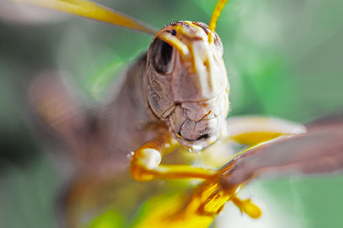 Happy Grasshopper Smiling Among Sunlight (Yellow Tint Photo)