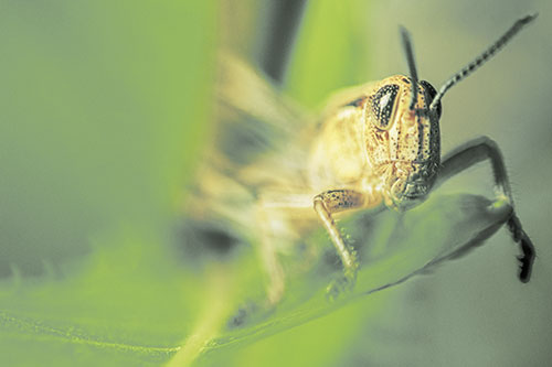 Happy Grasshopper Standing Among Sloping Leaf (Yellow Tint)