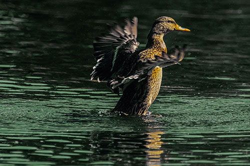 Happy Mallard Duck Flapping Wings Towards Sunshine (Yellow Tint)