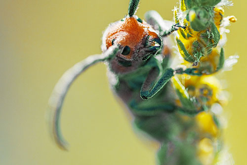 Happy Milkweed Beetle Climbing Fuzzy Plant (Yellow Tint)