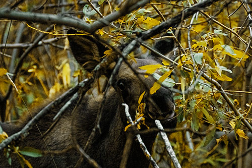 Happy Moose Smiling Behind Tree Branches (Yellow Tint Photo)