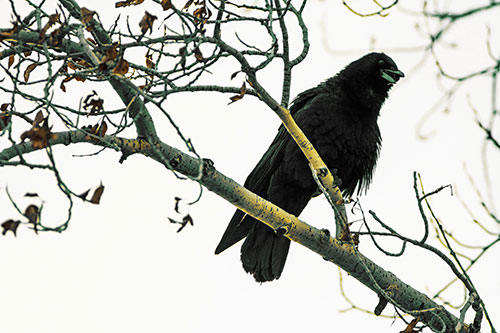 Happy Open Mouthed Crow Cawing (Yellow Tint Photo)