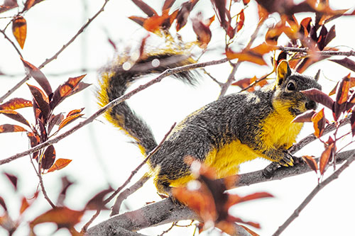 Happy Squirrel With Chocolate Covered Face (Yellow Tint Photo)