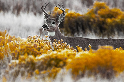 Happy White Tailed Deer Wanders Behind Vegetation (Yellow Tint)