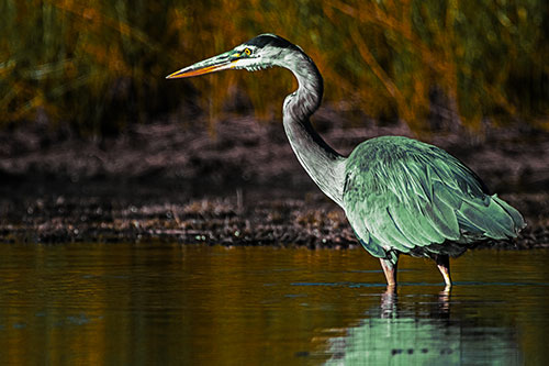 Head Tilting Great Blue Heron Hunting For Fish (Yellow Tint Photo)