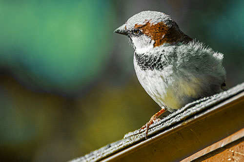 Head Tilting House Sparrow Perched Along Rooftop (Yellow Tint)