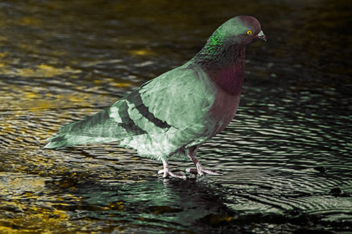 Head Tilting Pigeon Wading Atop River Water (Yellow Tint Photo)