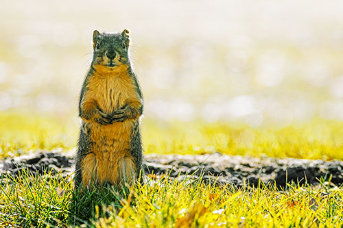 Hind Leg Squirrel Standing Among Grass (Yellow Tint)