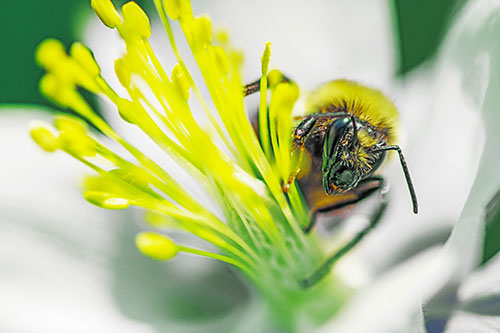 Honey Bee Crawling Among Columbine Flower (Yellow Tint)