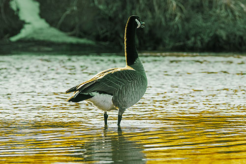 Honking Canadian Goose Standing Among River Water (Yellow Tint Photo)