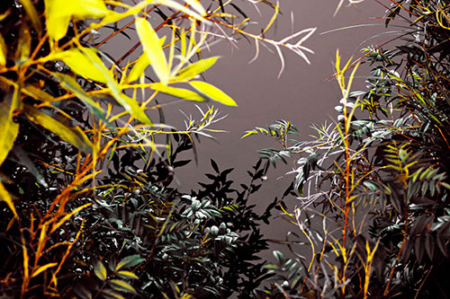 Horde Of Fern Plants Descending Into River Water (Yellow Tint)