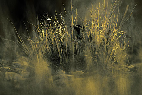 Horned Lark Hiding Among Grass (Yellow Tint Photo)