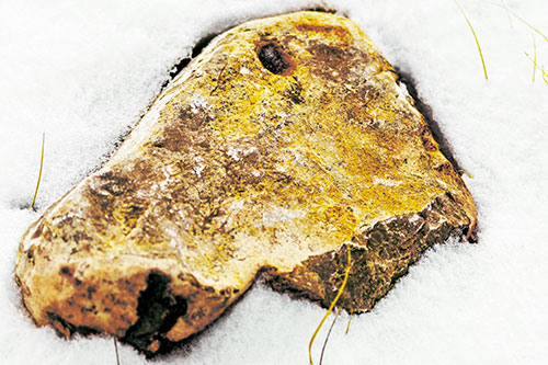 Horse Faced Rock Imprinted In Snow (Yellow Tint Photo)