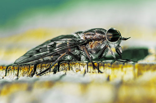 Horse Fly Resting Among Cracked Wood (Yellow Tint)