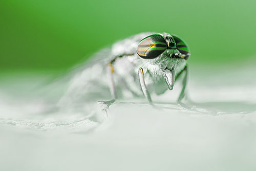 Horse Fly Sticking Tongue Out Among Sunlight (Yellow Tint)