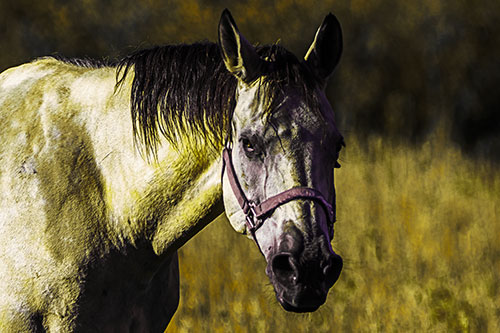 Horse Making Eye Contact (Yellow Tint Photo)