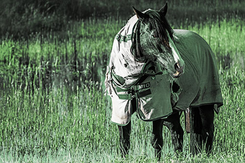Horse Wearing Coat Atop Wet Grassy Marsh (Yellow Tint)